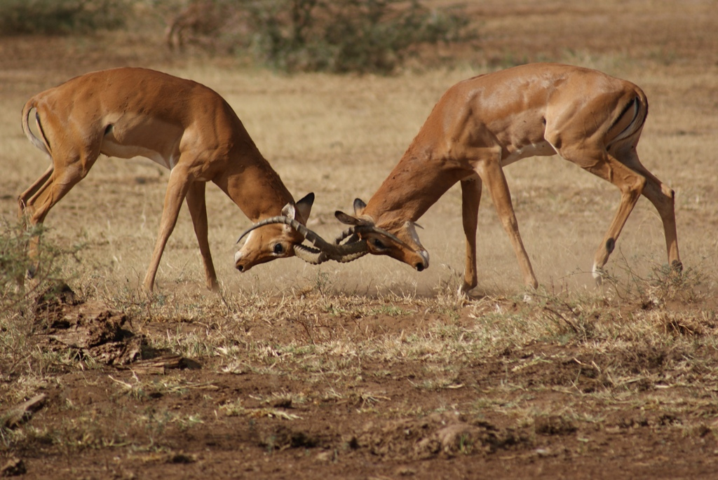 Lake Manyara, Tanzania