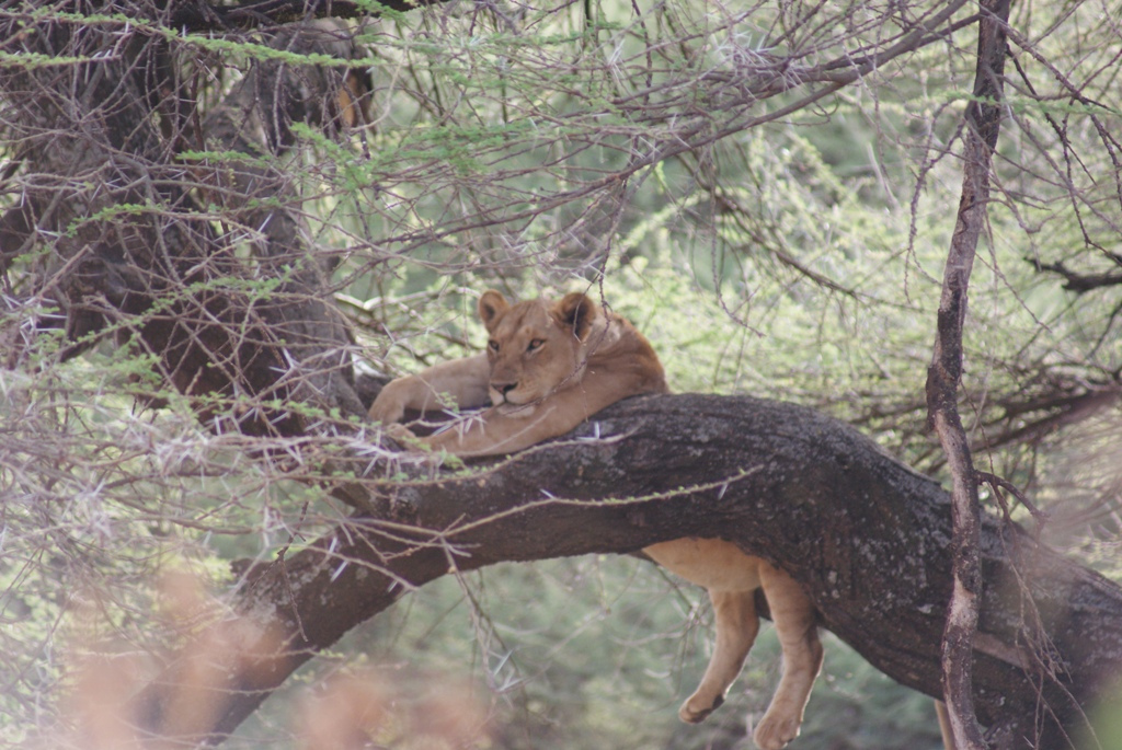 Lake Manyara, Tanzania