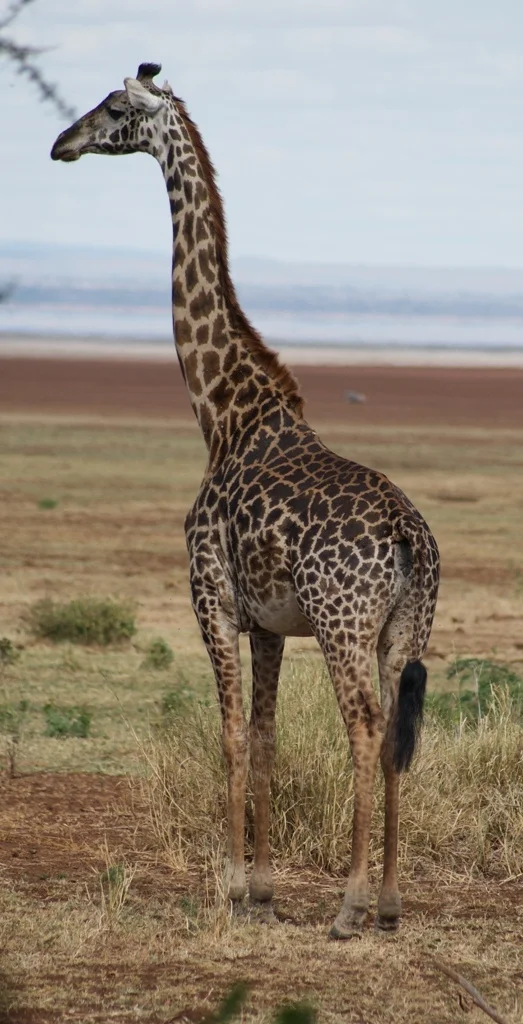 Lake Manyara, Tanzania