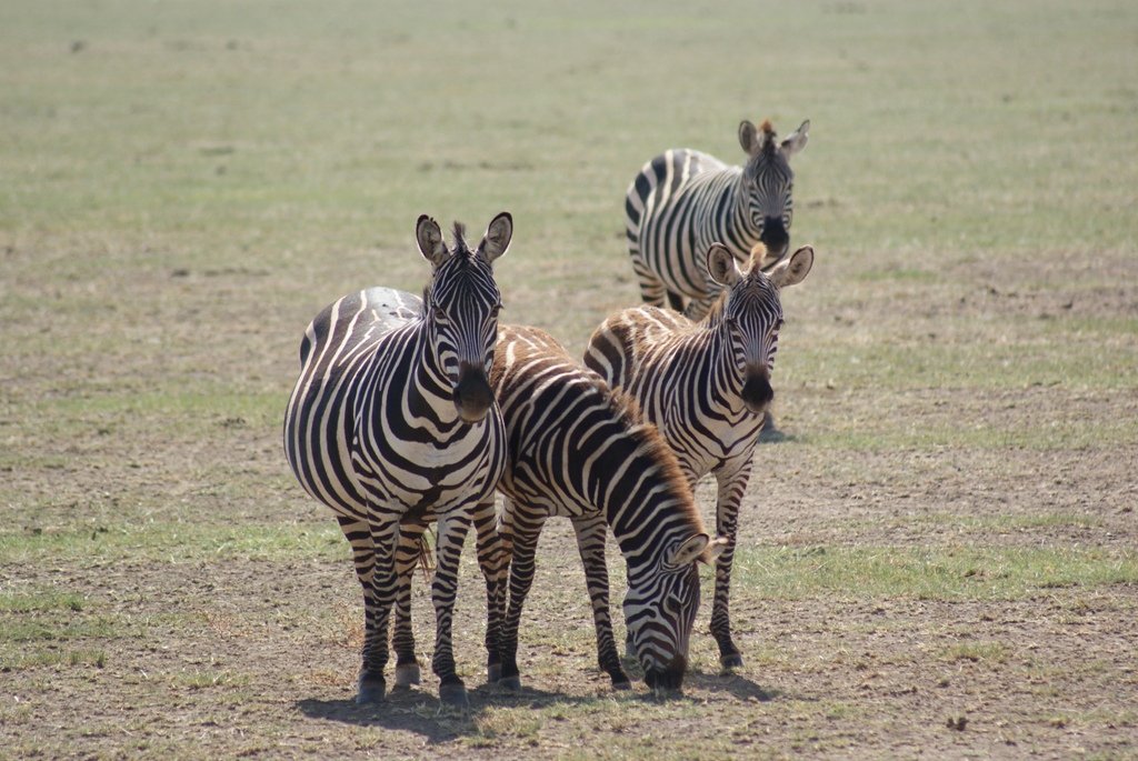 Lake Manyara, Tanzania
