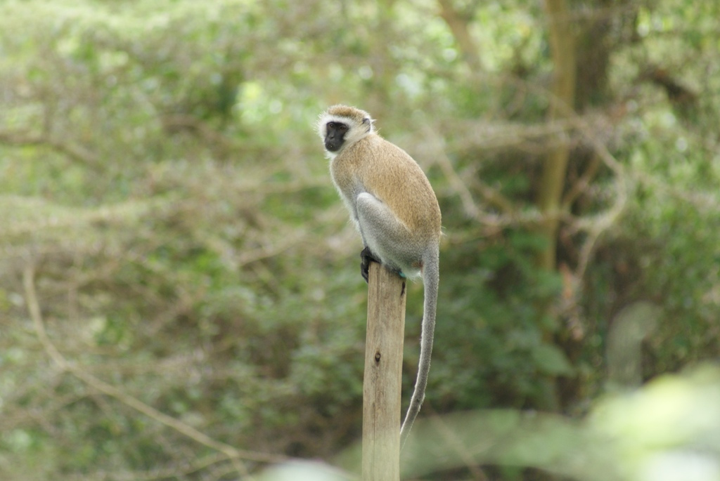 Lake Manyara, Tanzania