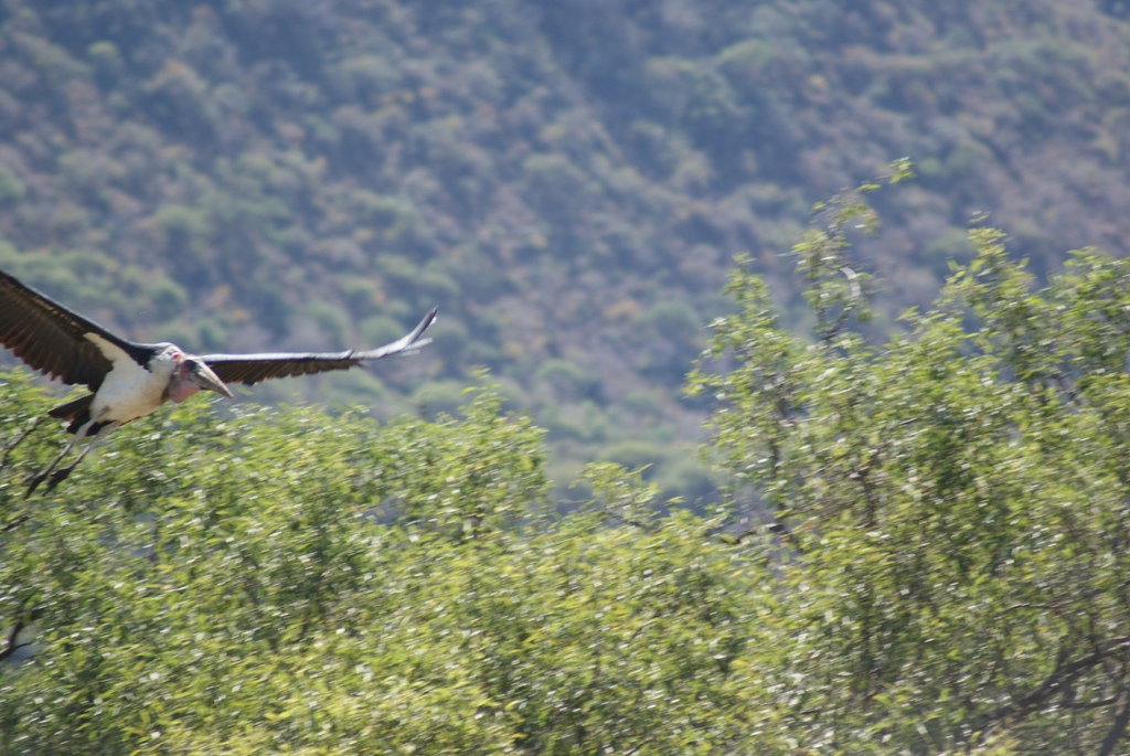 Lake Manyara, Tanzania