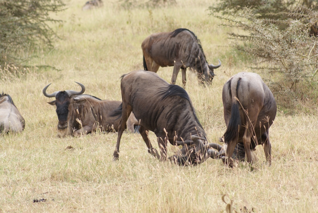 Ngorongoro Crater, Tanzania