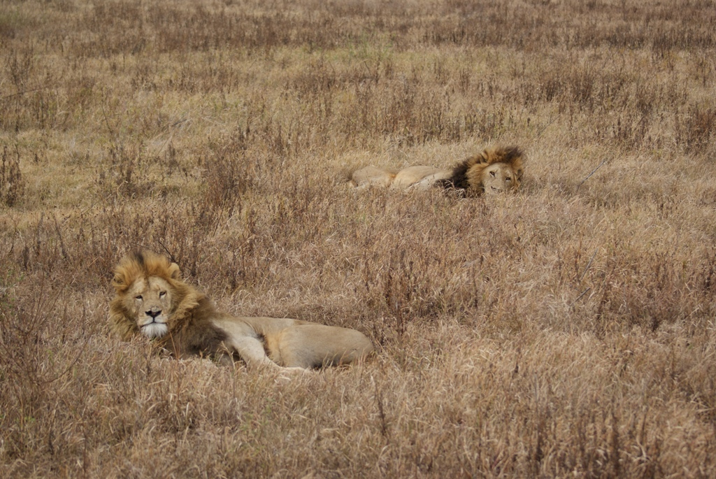 Ngorongoro Crater, Tanzania