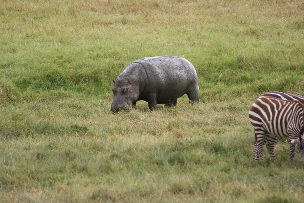 Ngorongoro Crater, Tanzania