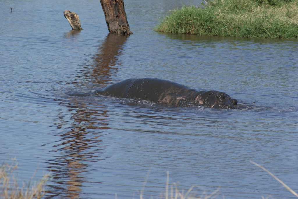 Serengeti National Park, Tanzania