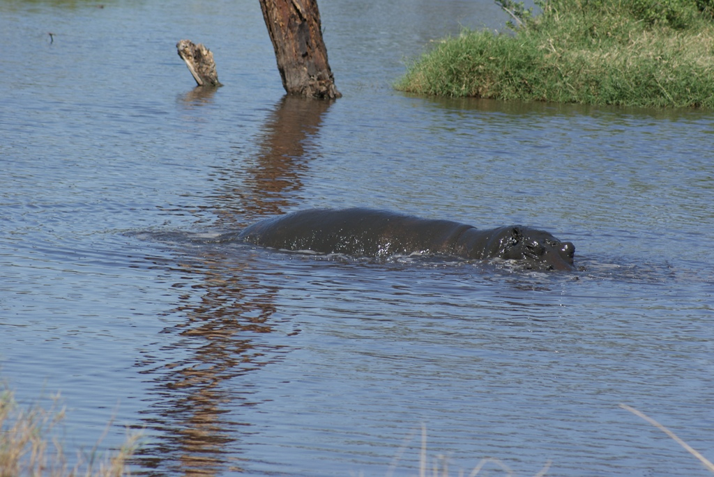 Serengeti National Park, Tanzania