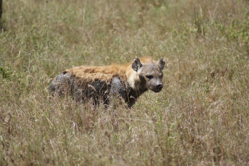 Serengeti National Park, Tanzania