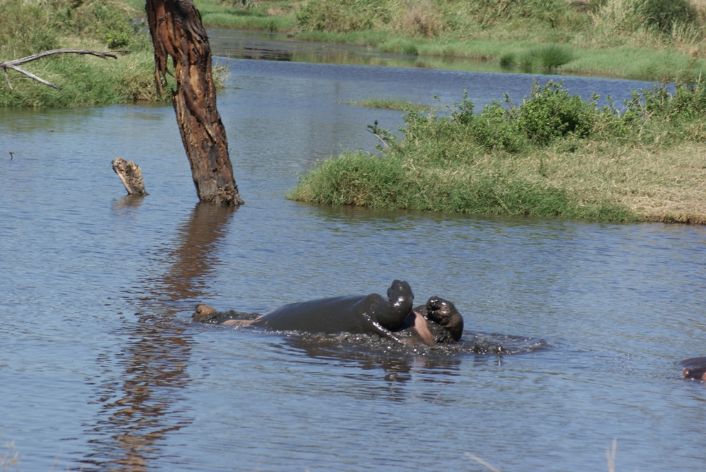 Serengeti National Park, Tanzania