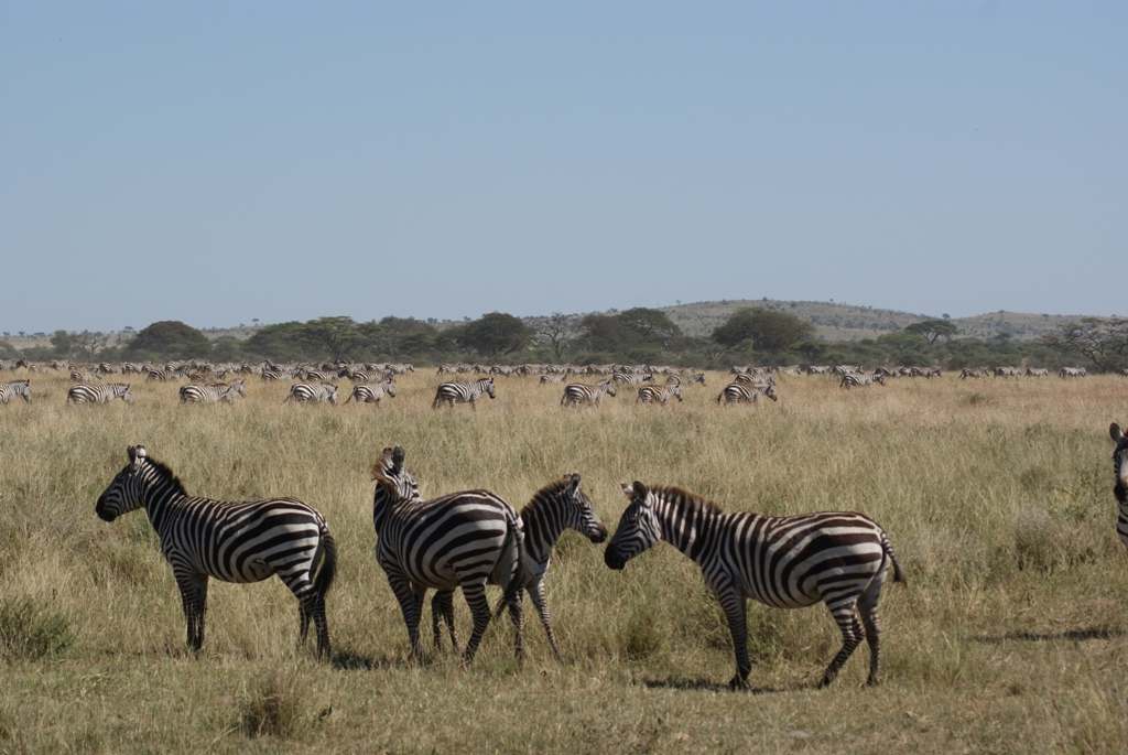 Serengeti National Park, Tanzania
