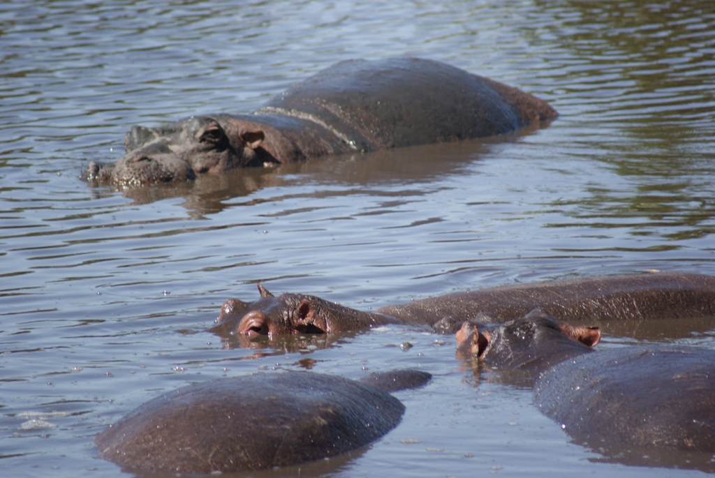 Serengeti National Park, Tanzania