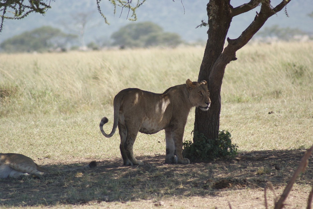 Serengeti National Park, Tanzania