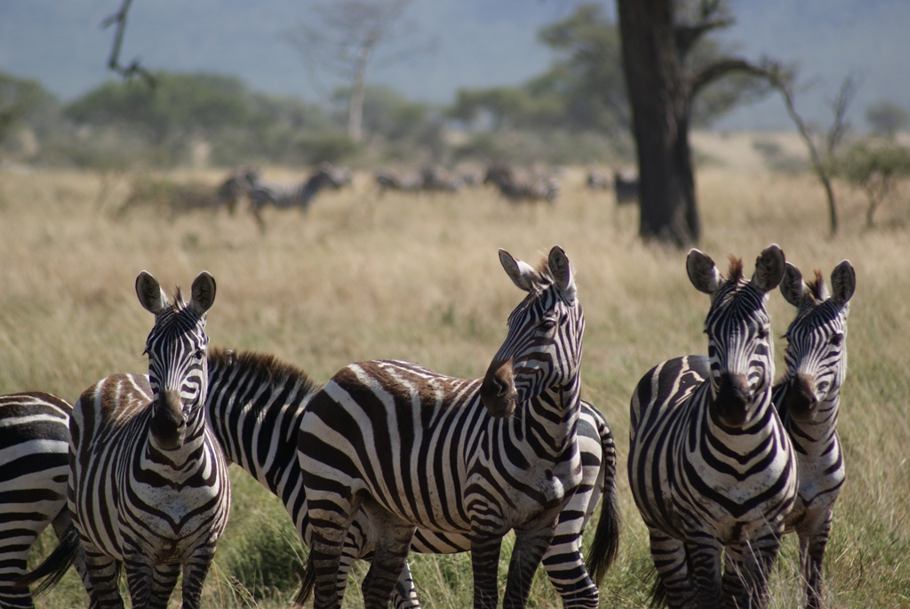 Serengeti National Park, Tanzania