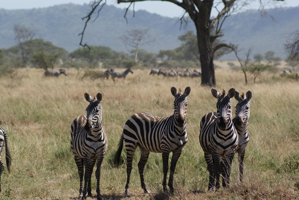 Serengeti National Park, Tanzania