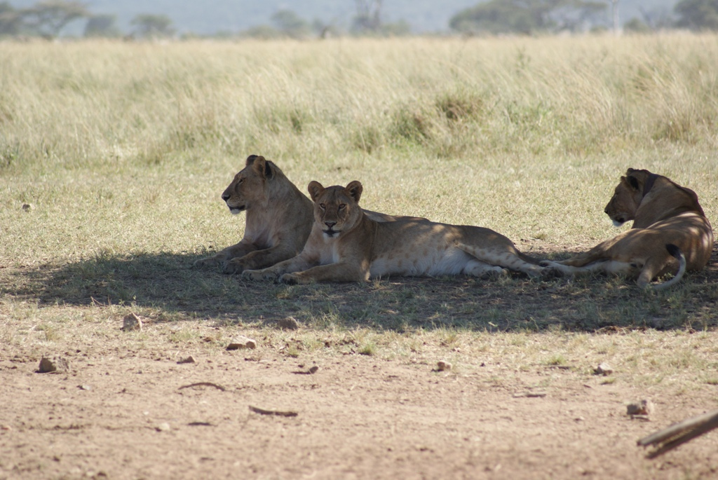 Serengeti National Park, Tanzania