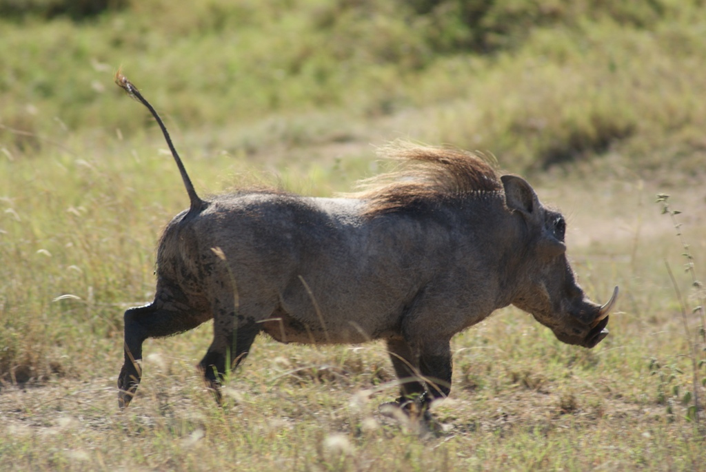 Serengeti National Park, Tanzania
