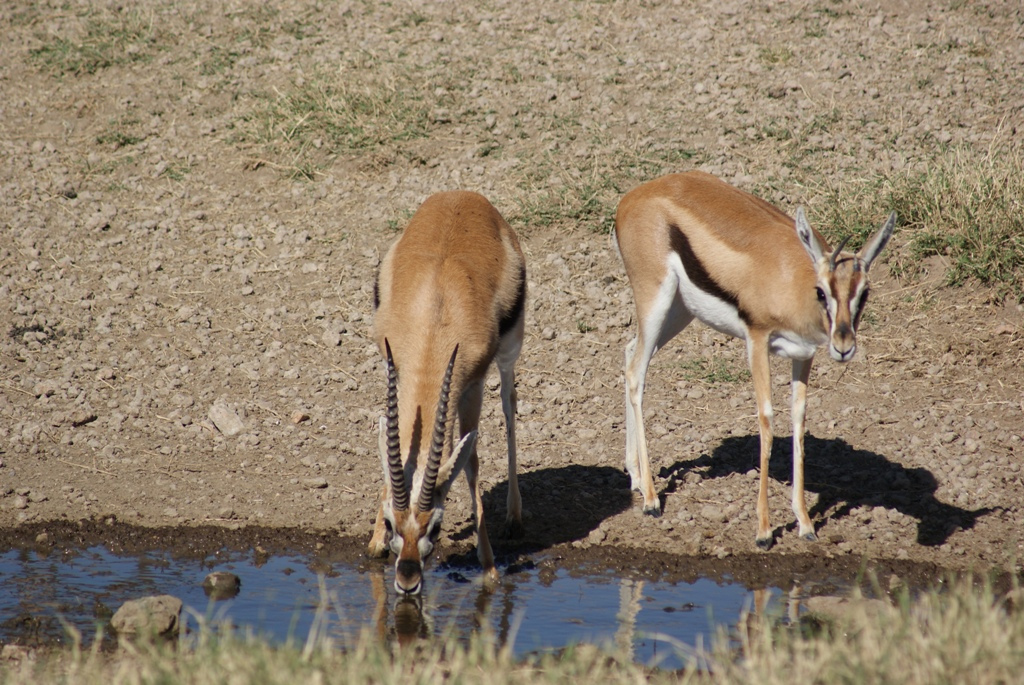 Serengeti National Park, Tanzania