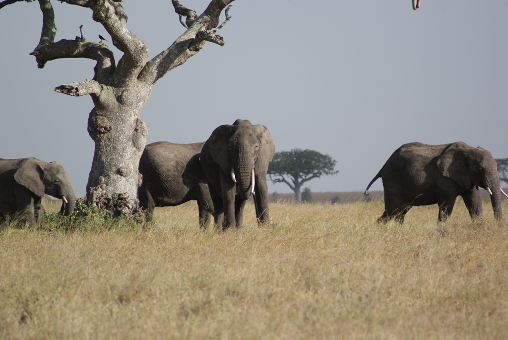 Serengeti National Park, Tanzania