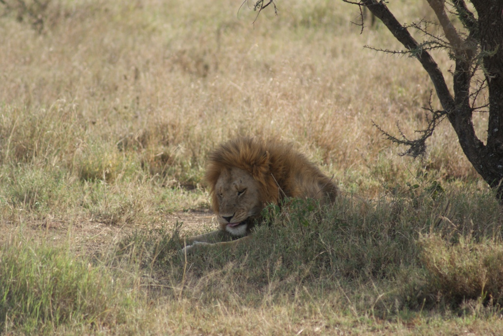 Serengeti National Park, Tanzania