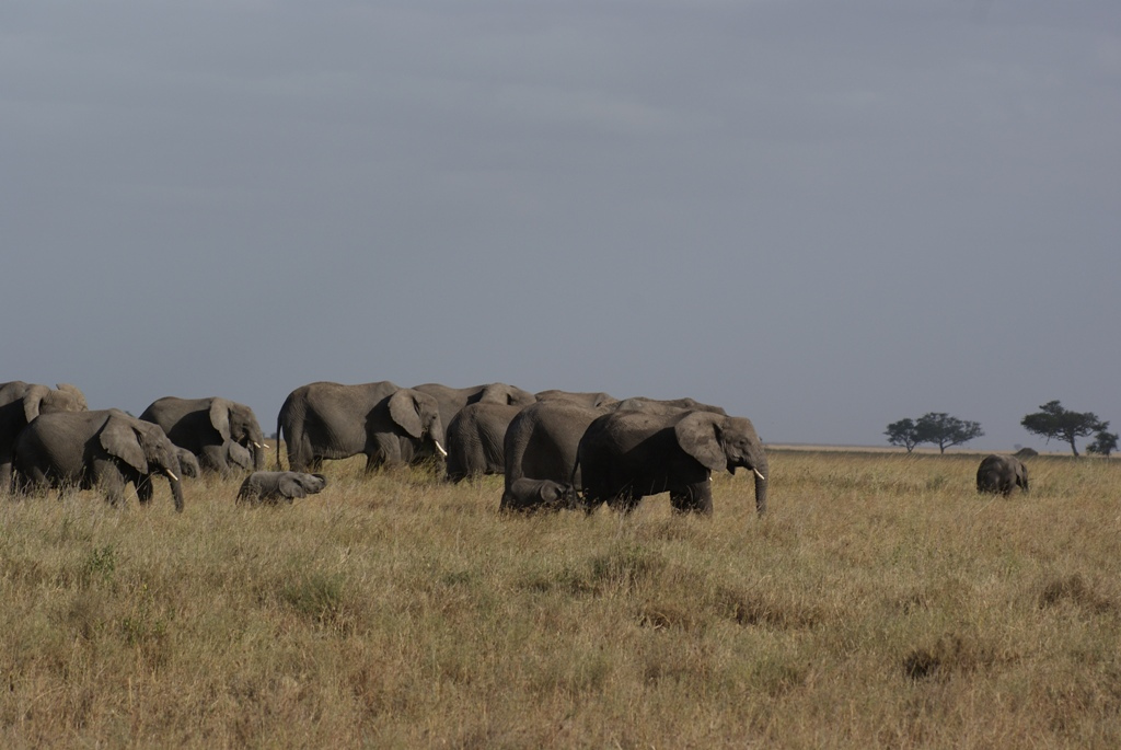 Serengeti National Park, Tanzania