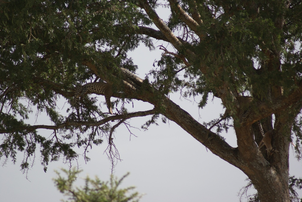 Serengeti National Park, Tanzania