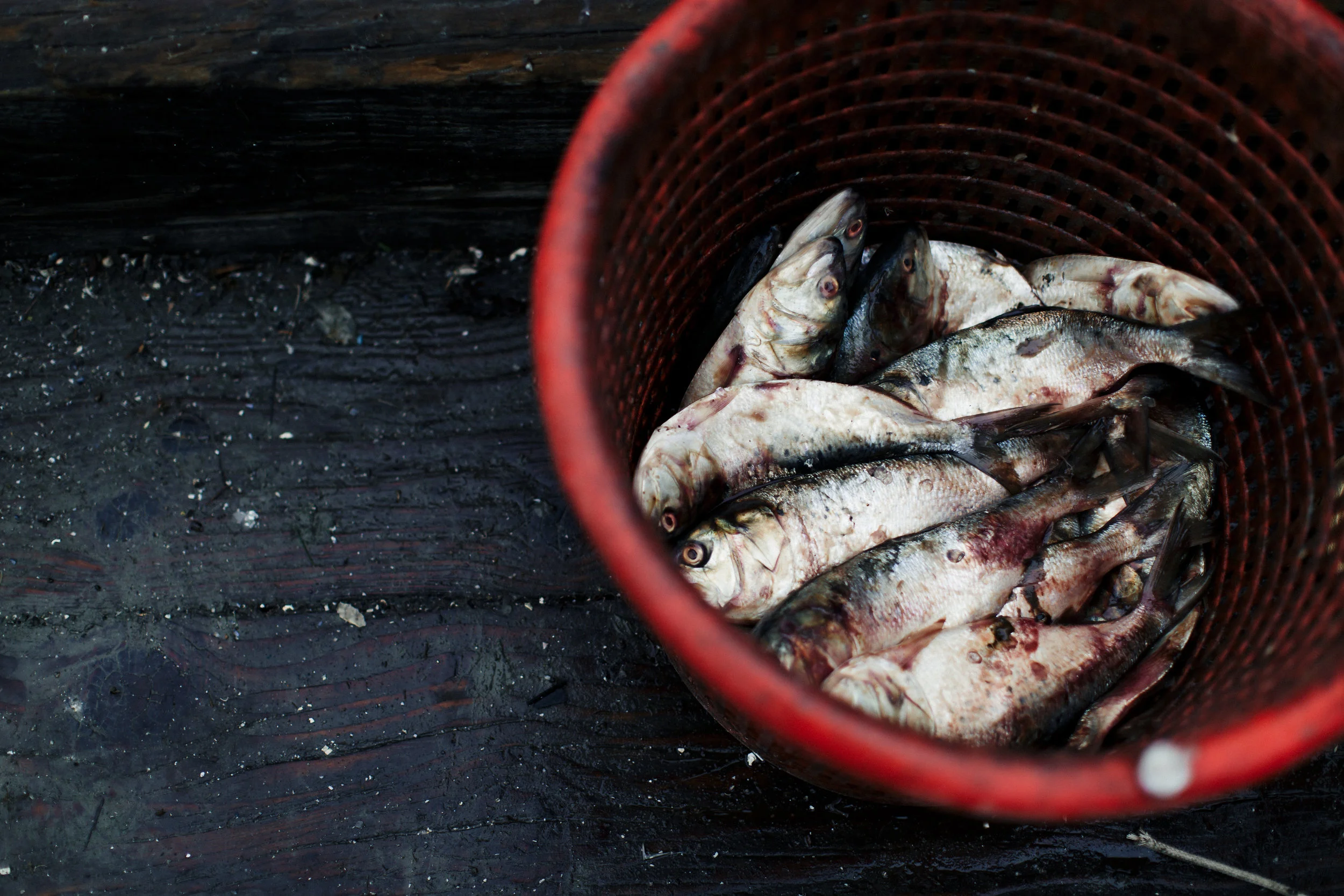 Fish, Montauk, for Edible East End