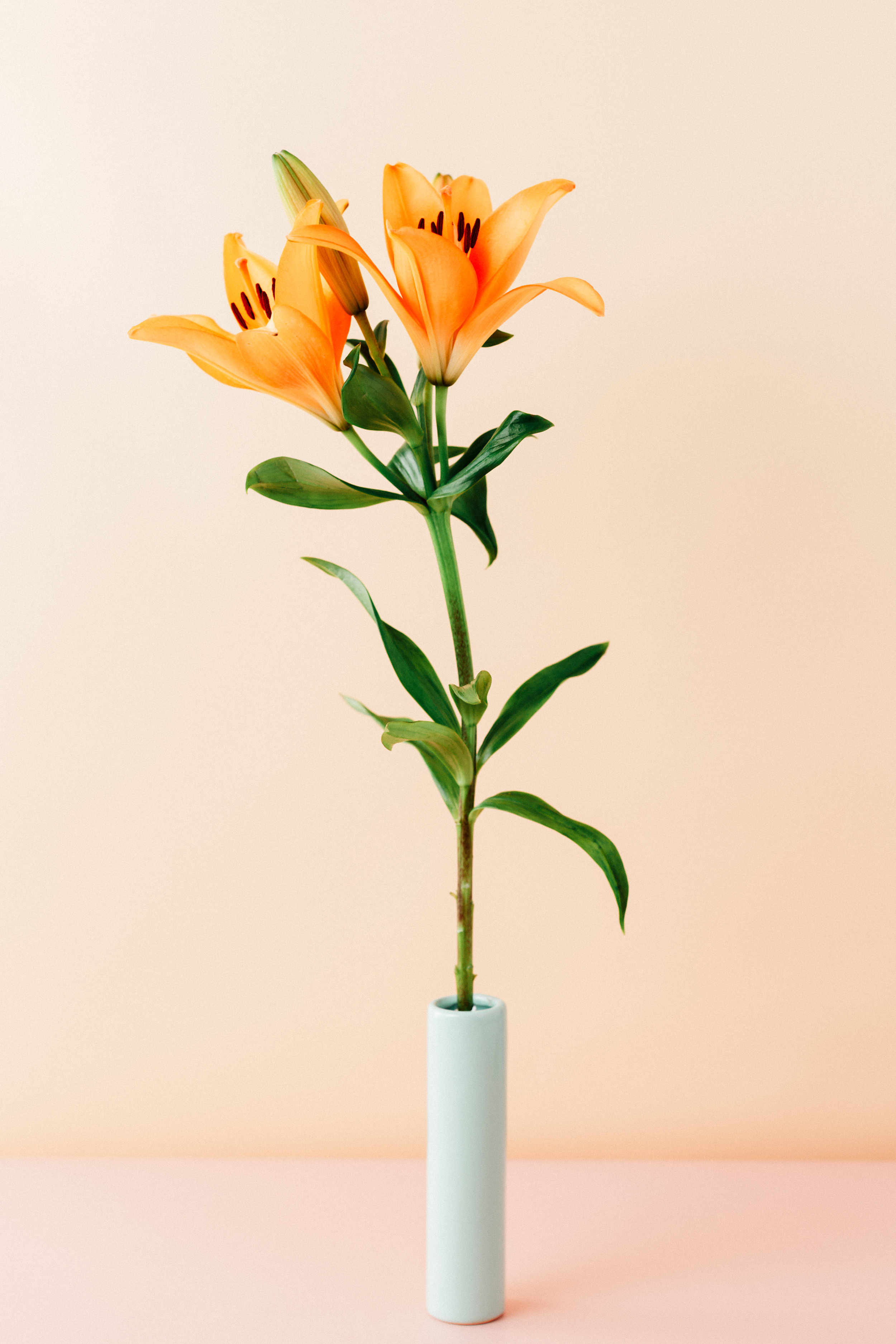 Daylily-244.jpg