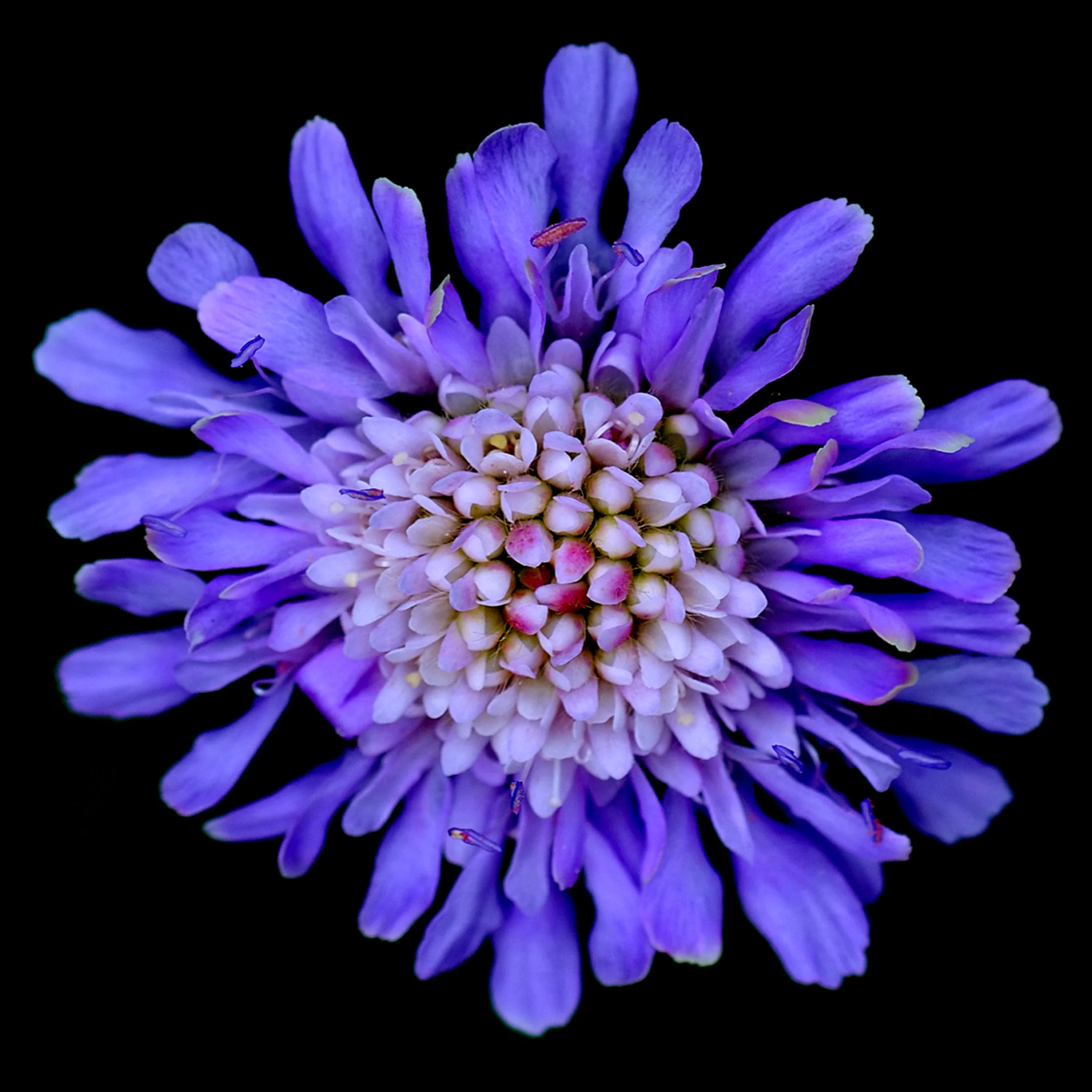 10BLUEPETALS20.jpg