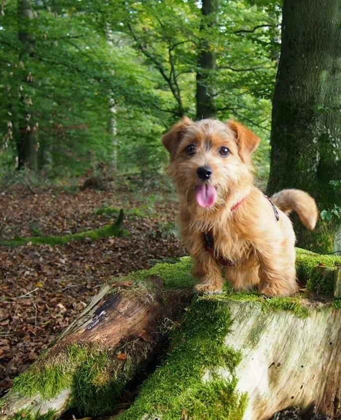 Wag & Walk at Furnace Town