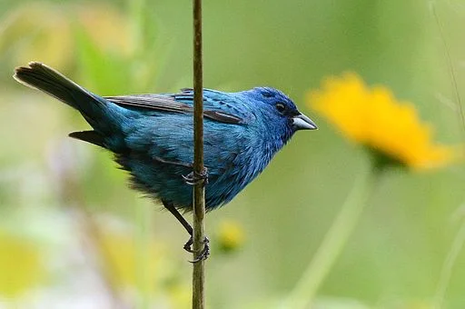 Birding: eBird in the Pocomoke Forest
