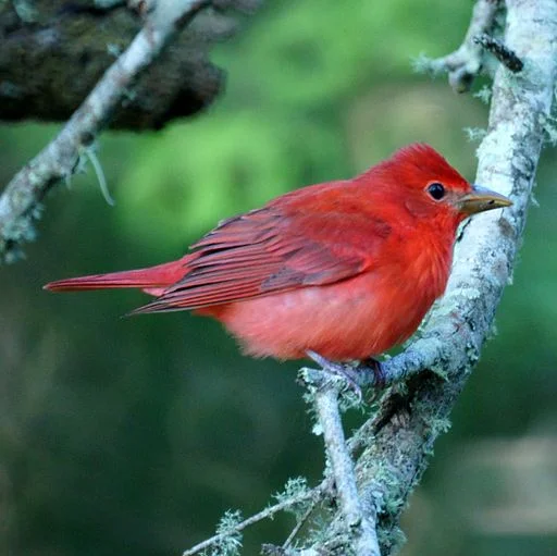 Birding: eBird in the Pocomoke Forest
