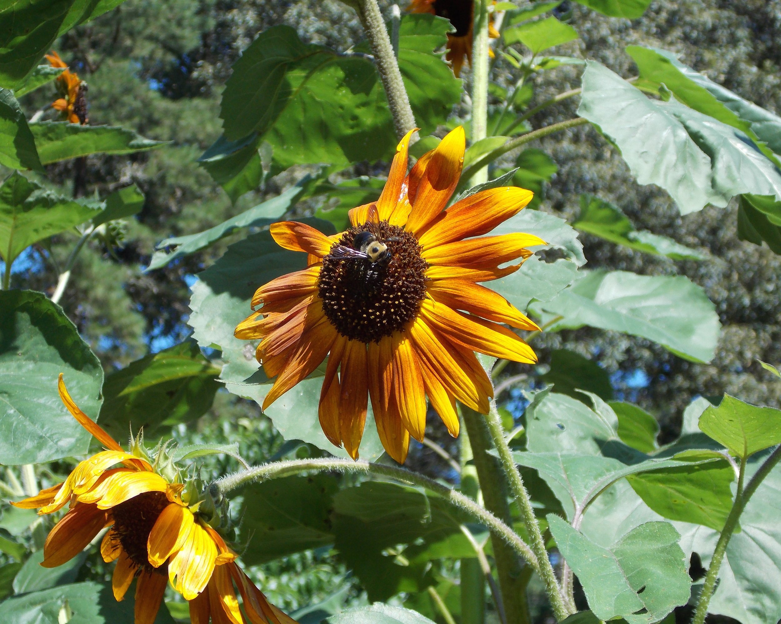 Bees and Butterflies