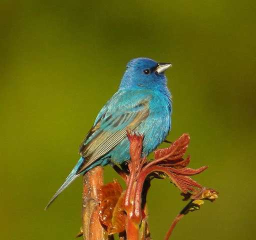 Woodworking: Bird feeders