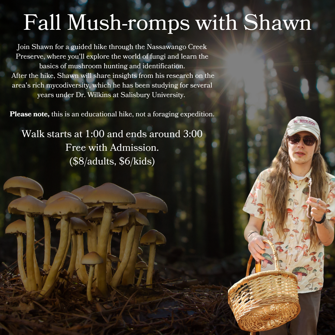 Fall Mushroom Hike with Shawn