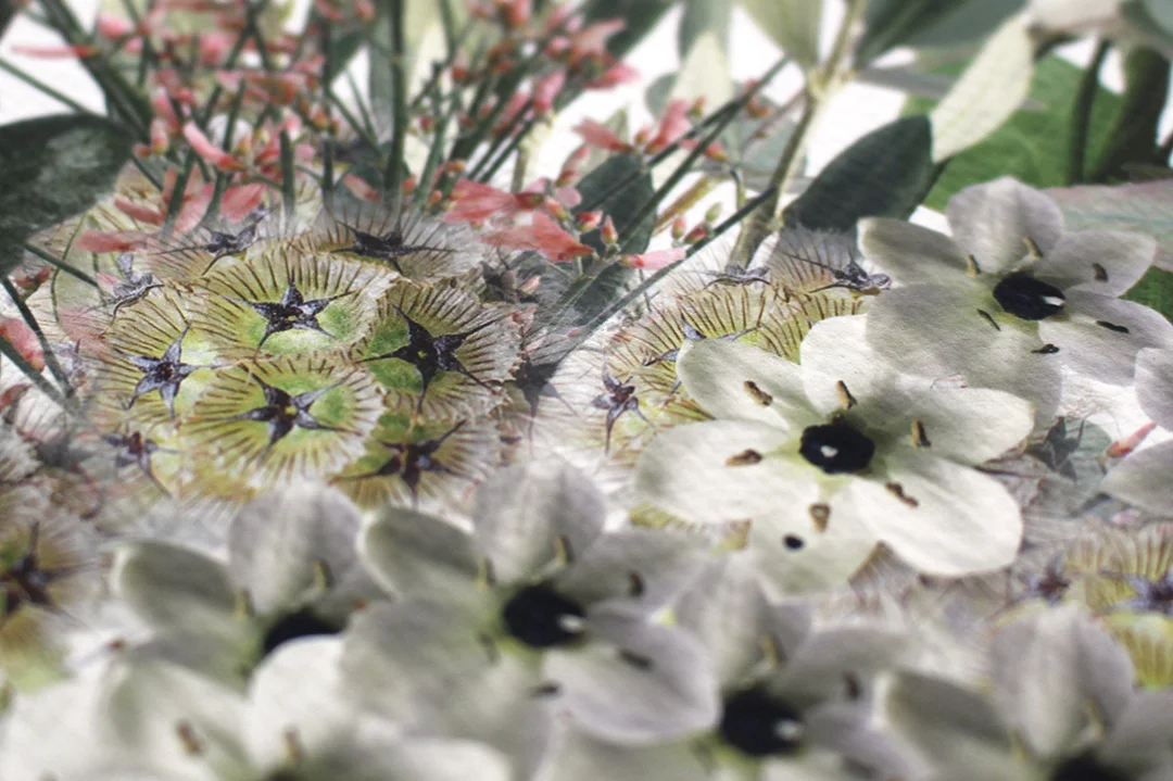 ornithalgum-scabious-pods-wedding-flower-preservation.jpg