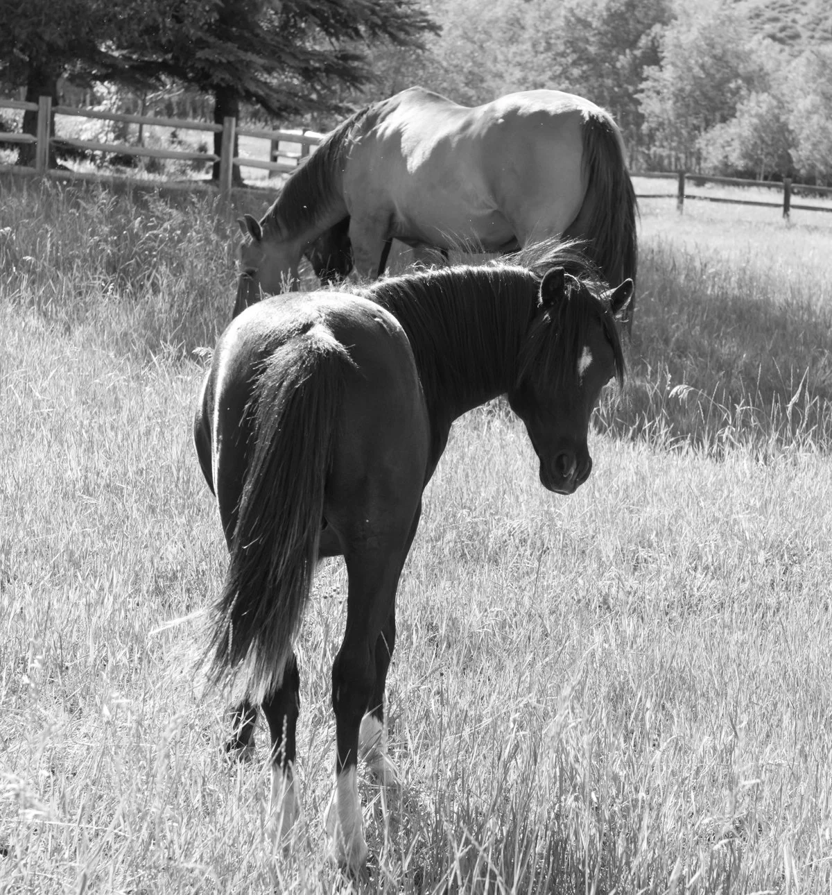 iMages animals 2-3.jpg