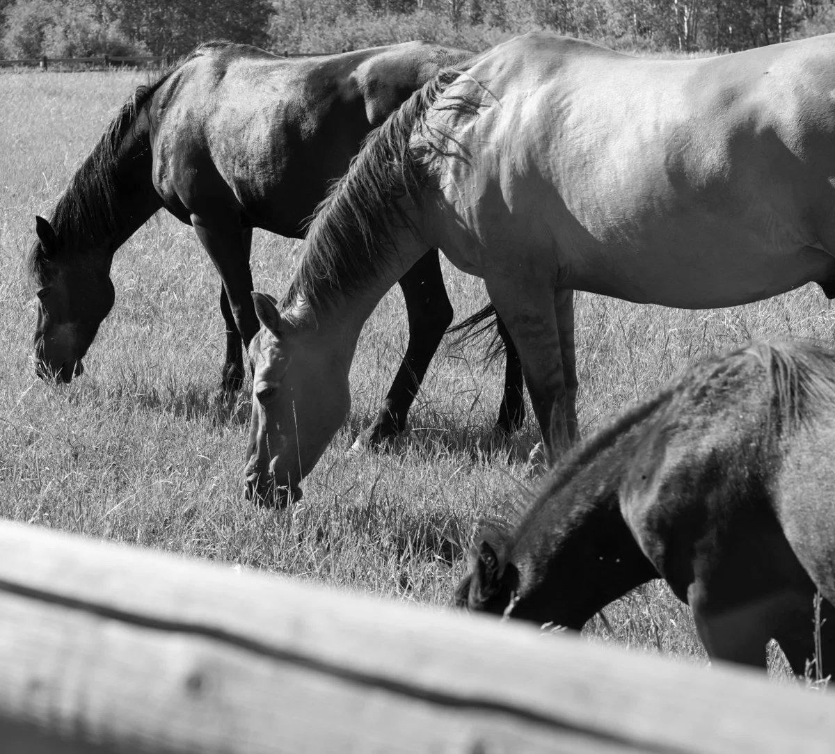 iMages animals 2.jpg