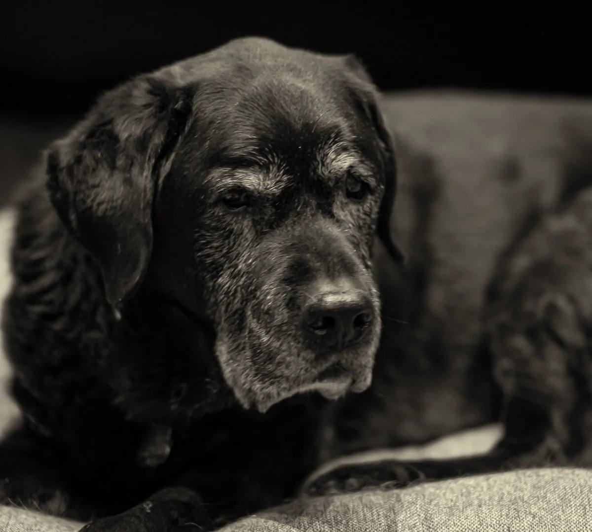 iMages animals 3-2.jpg