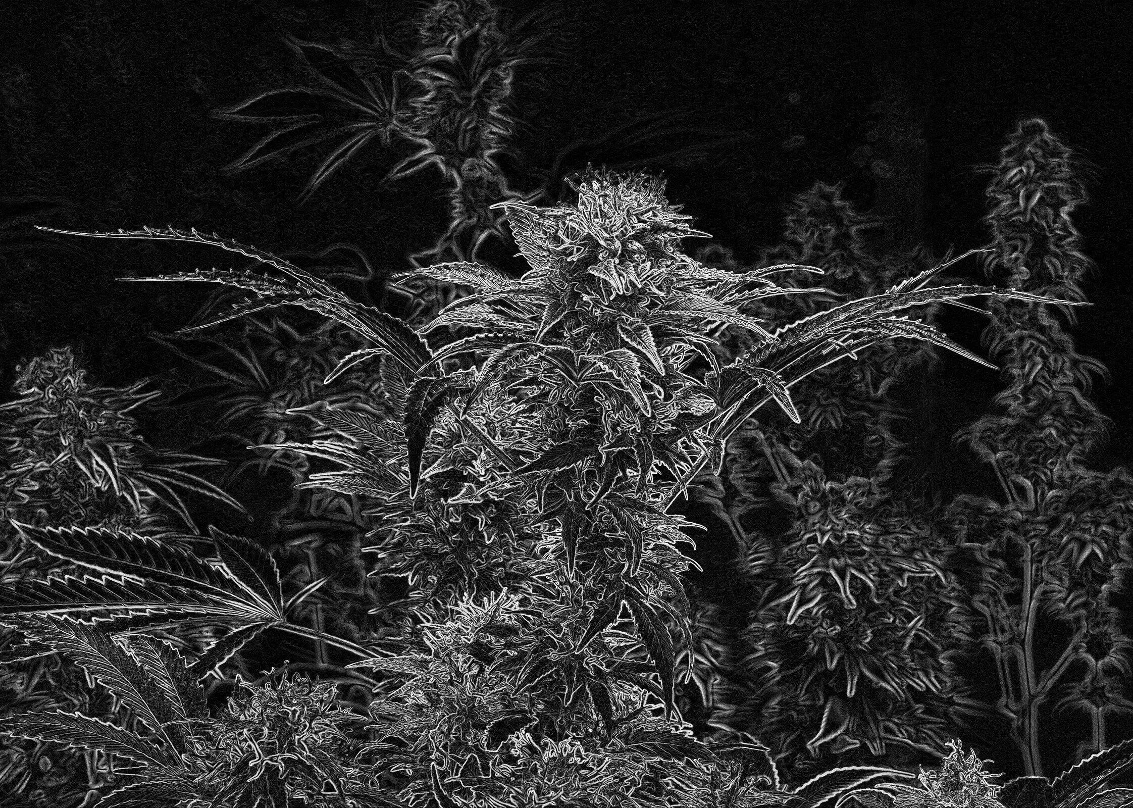 Christmas card file_Dream World_BW_7700.jpg