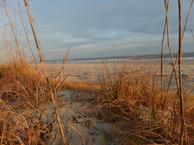 Prickly sand spurs or horizons of blue ocean? What do you focus on?