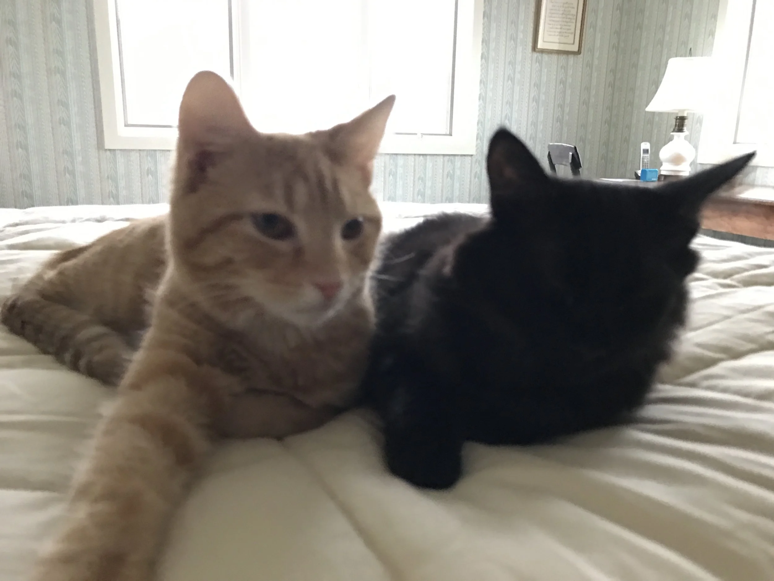 Rusty and Juke, hanging out.