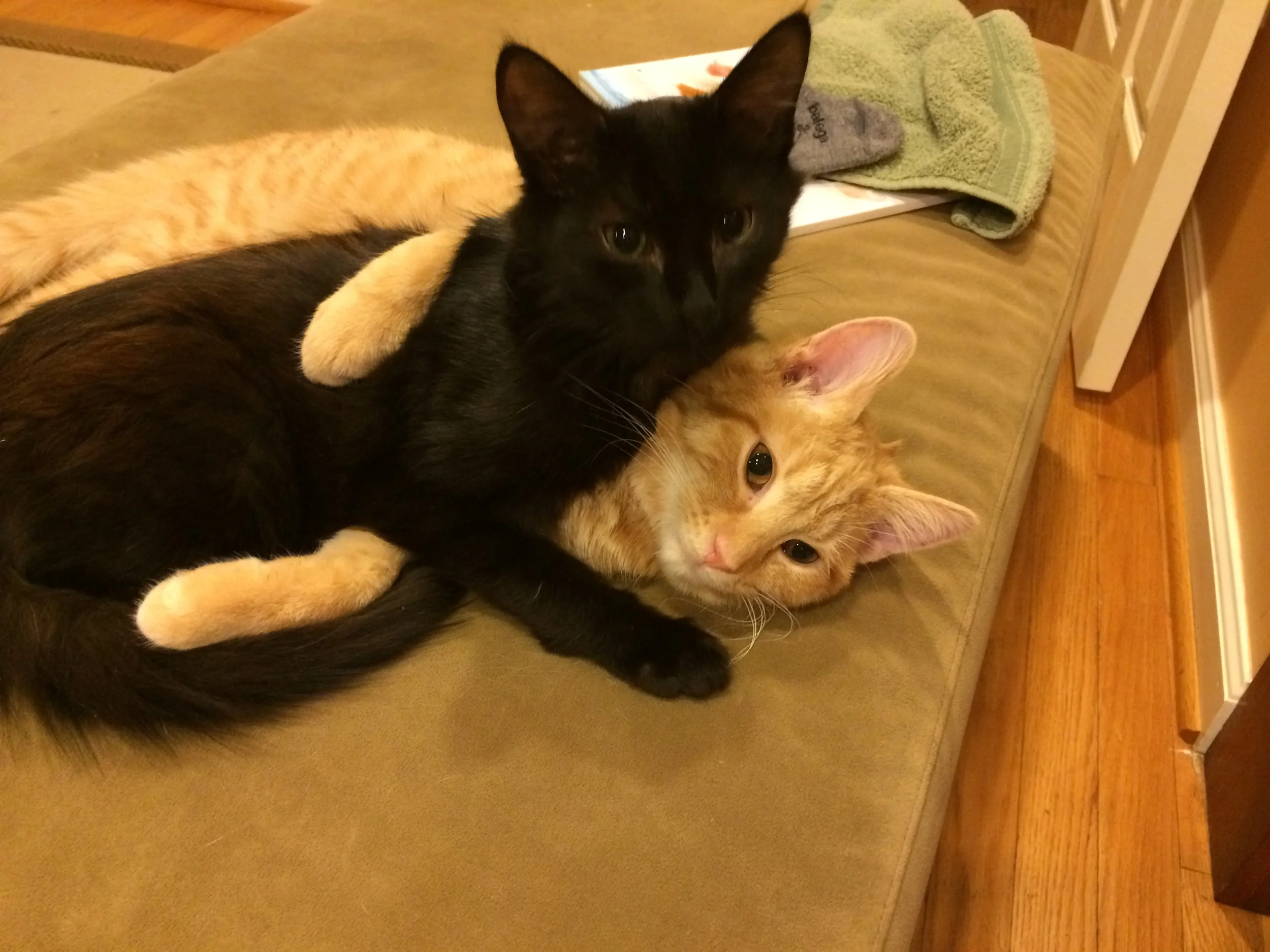 Juke and Rusty, hanging out.