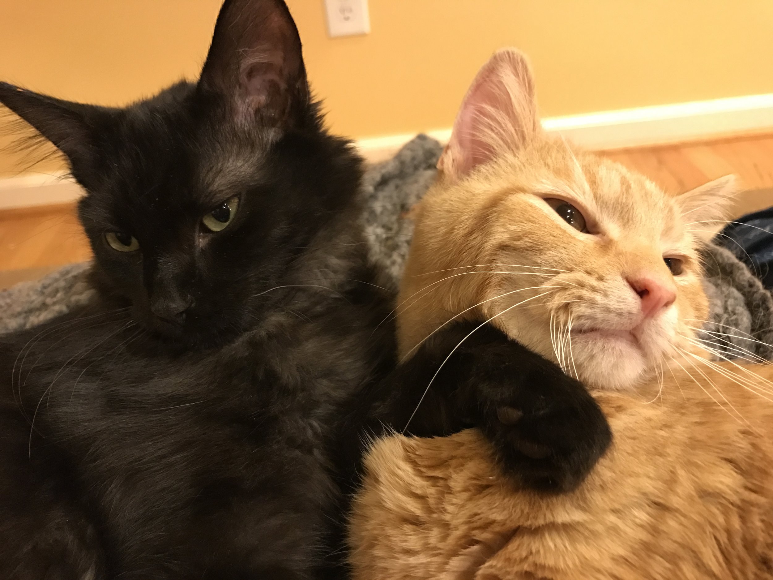 Cats and accidentally falling in love