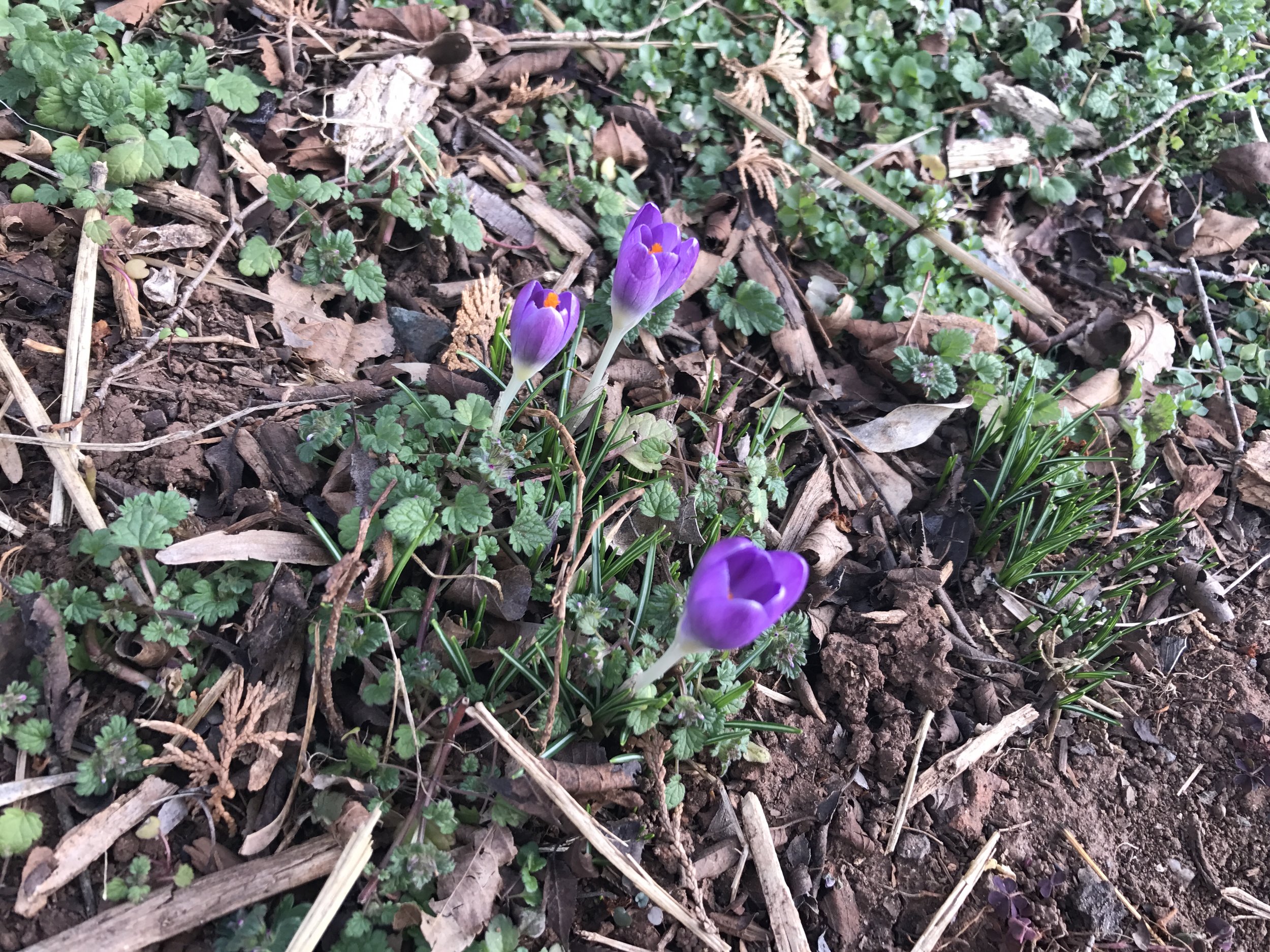 Note - I did not plant these. 