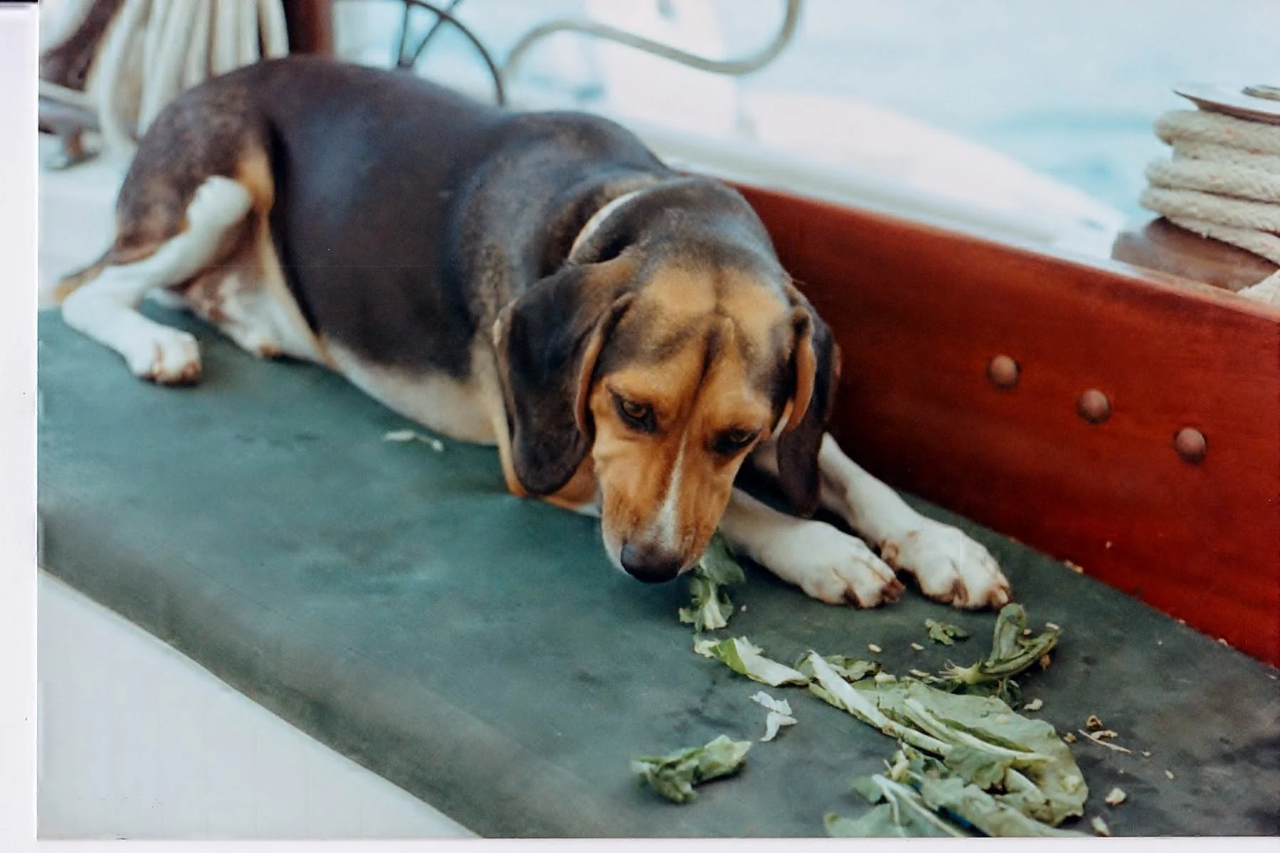 Toby would eat ANYTHING. This is bok choy, after a market run in Trinidad.