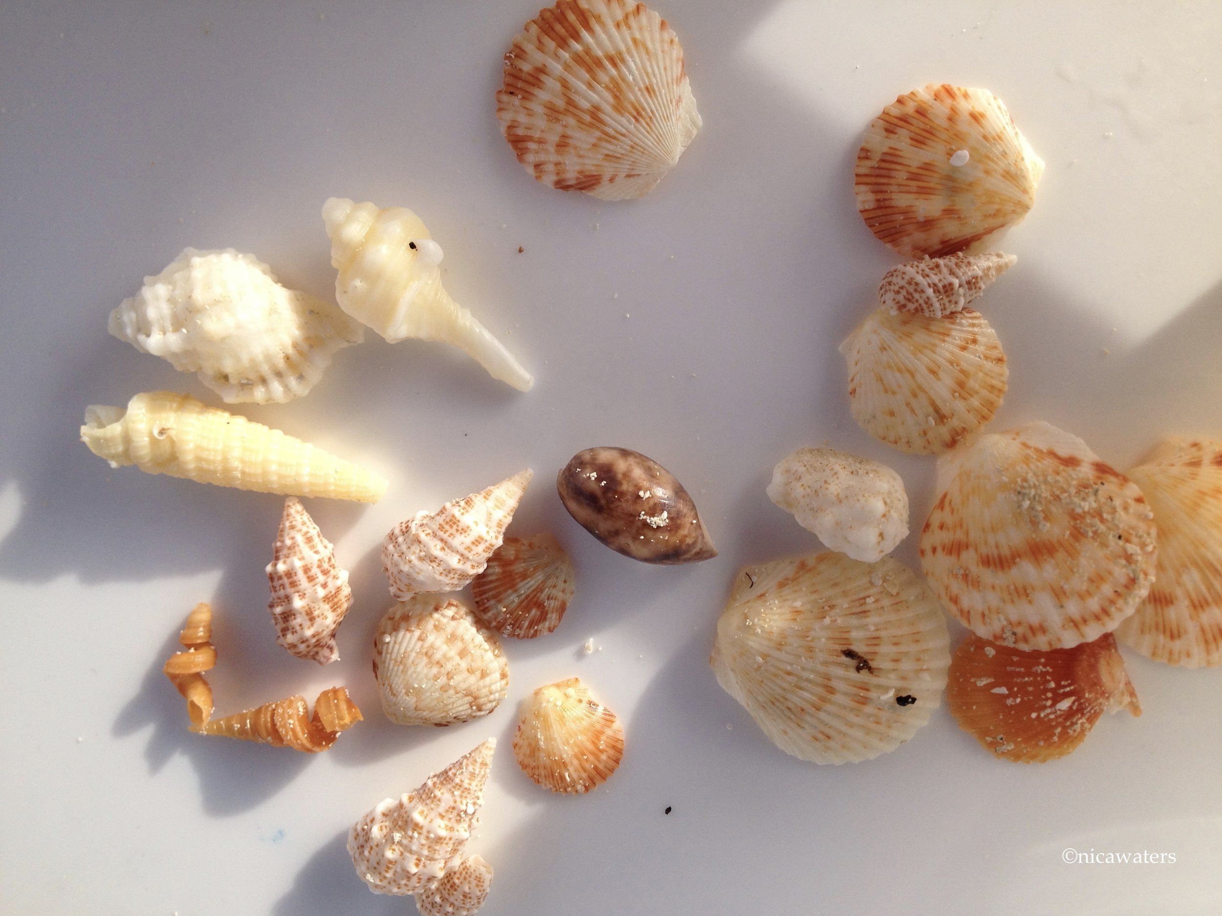 Some Bahamas shells