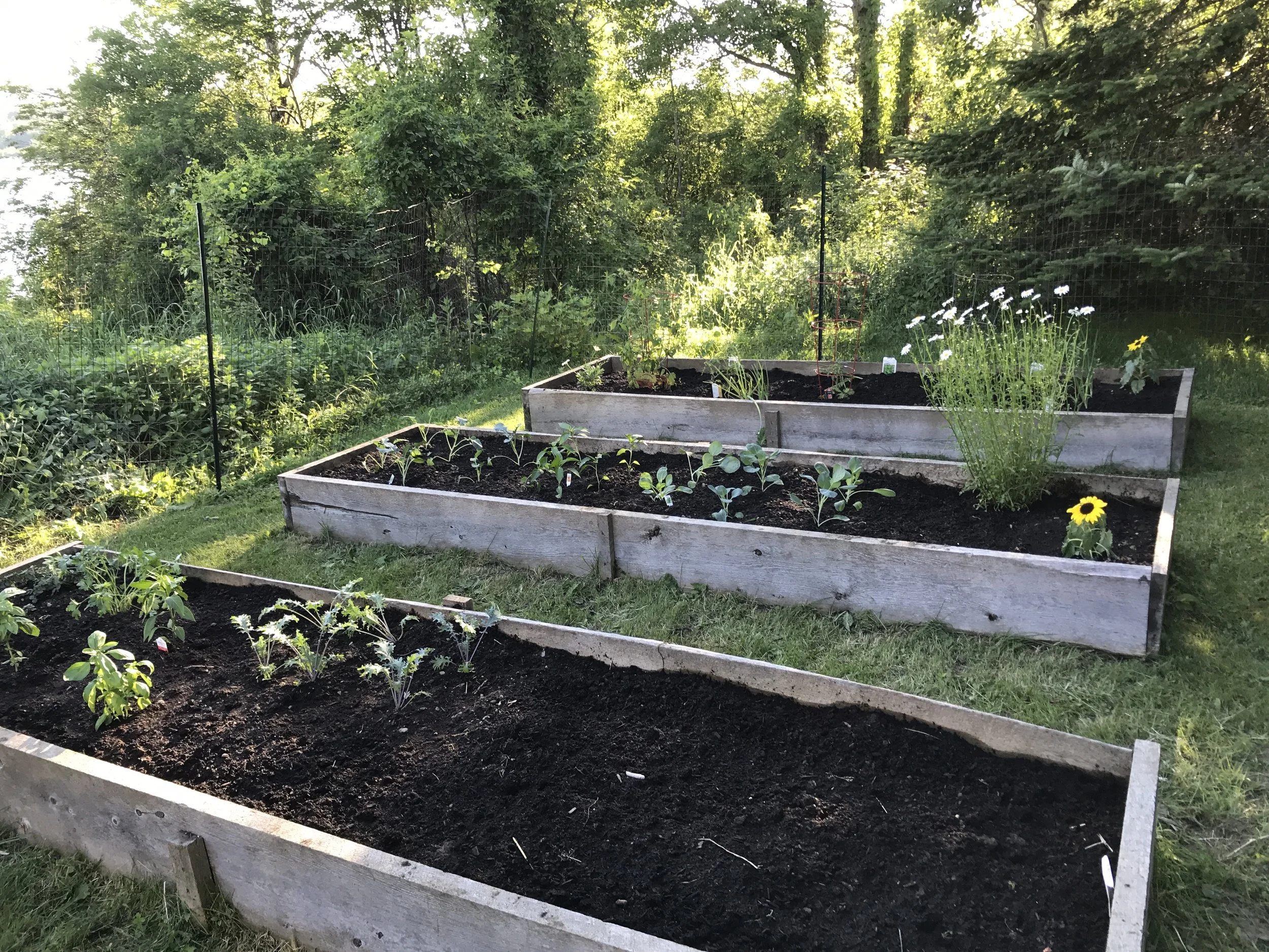 I Planted a Garden!