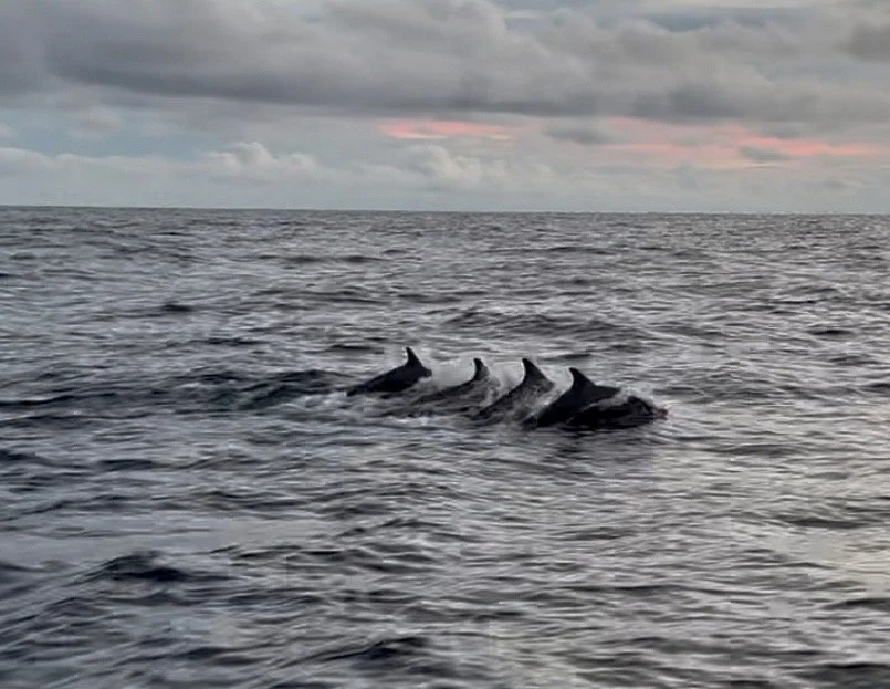 Panama-Marquesas, week 1