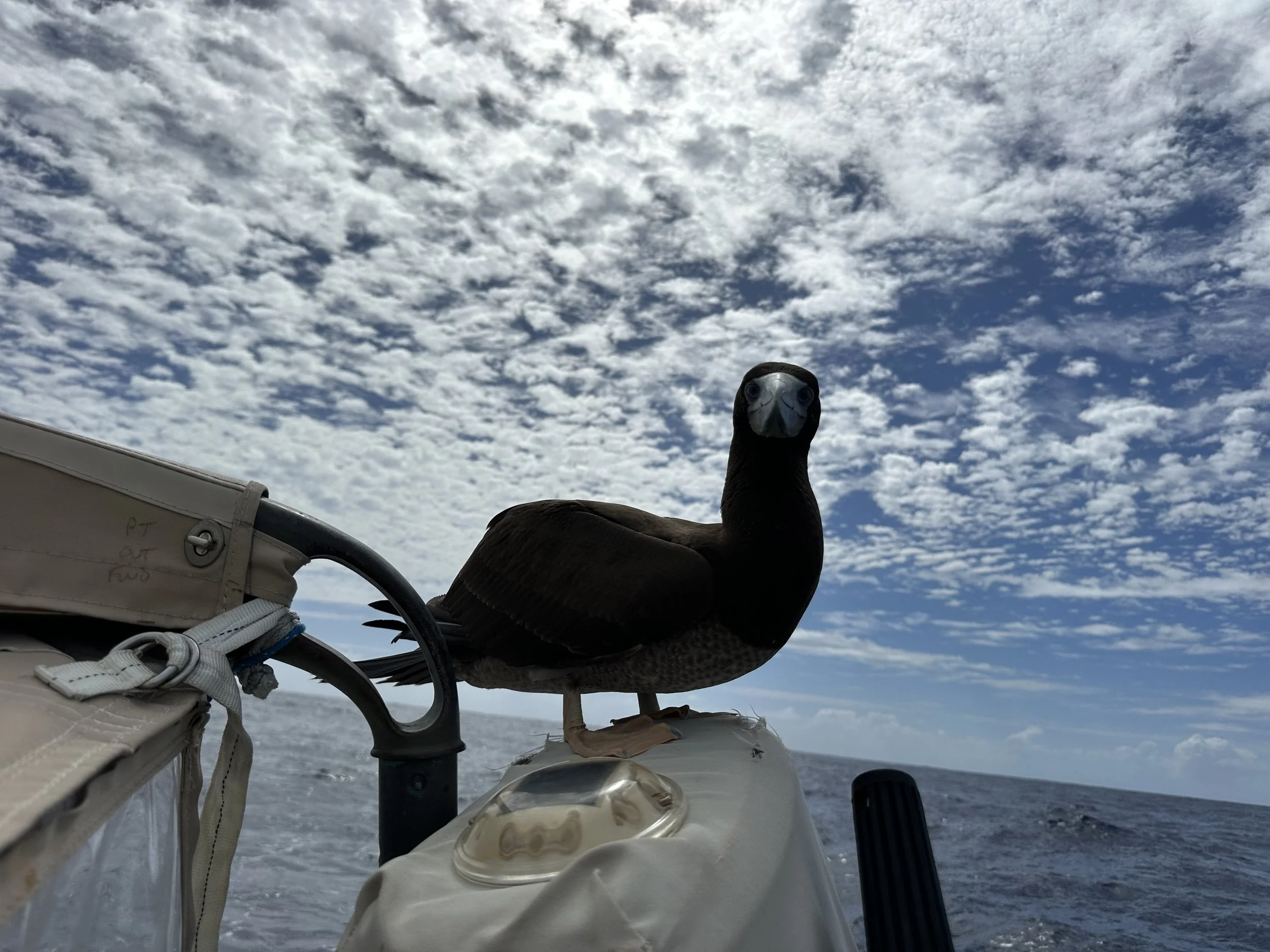 Penrhyn to . . . TONGA!