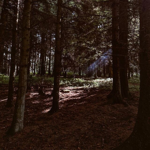 The morning light... 🌲☀️ 📸